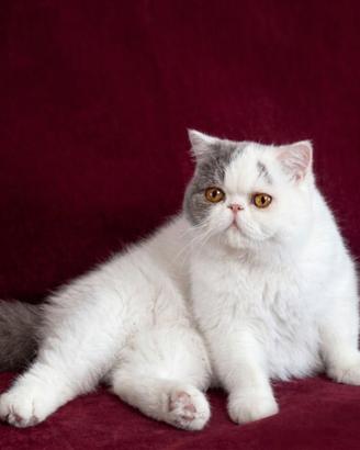 Gattini exotic shorthair pelo corto- Pedigree