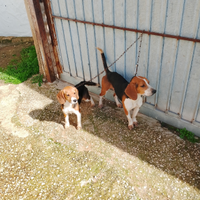 Cani da caccia Beagle