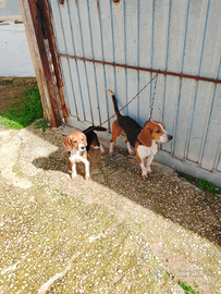 Cani da caccia Beagle