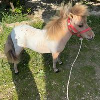 Mini Horse