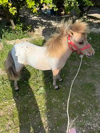 Mini Horse