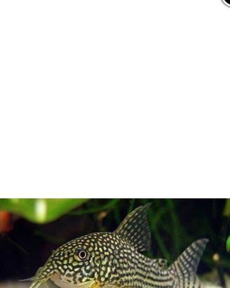 Corydoras sterbai, ancistrus, Guppy