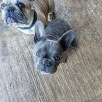 Bulldog francese
