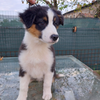 Cucciolo pastore australiano