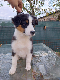 Cucciolo pastore australiano