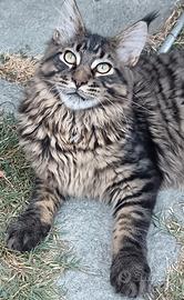 Allevamento Passion Lynx Maine Coon