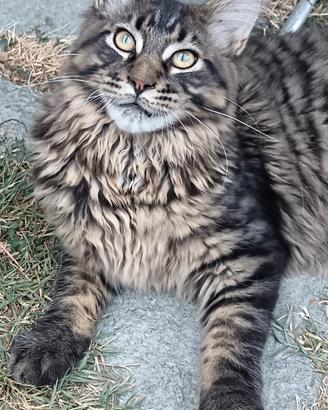 Allevamento Passion Lynx Maine Coon