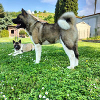 Akita americano per Monta/accoppiamento