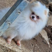 Pomerania toy sptiz tedesco nano accoppiamento