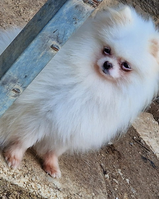 Pomerania toy sptiz tedesco nano accoppiamento