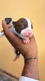 Cuccioli di Pitbull