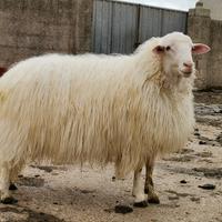 Arieti selezionati razza sarda