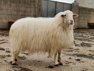 Arieti selezionati razza sarda