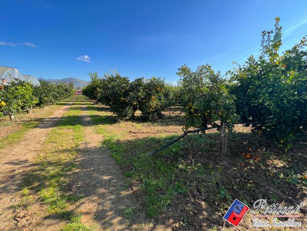 Terreno agricolo - Fondi