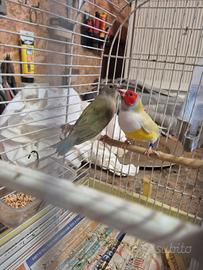 Diamanti di gould