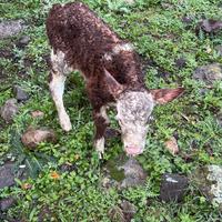 Maschio pezzato rosso