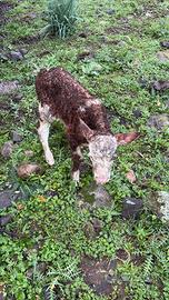 Maschio pezzato rosso