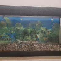 Acquario pesci 100L