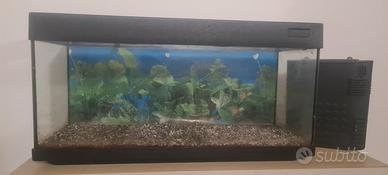 Acquario pesci 100L