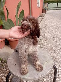 Lagotto romagnolo 