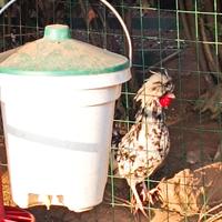 Coppia Olandese ciuffata nana