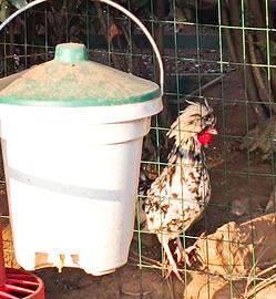 Coppia Olandese ciuffata nana