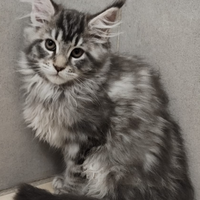 Cucciola di Maine Coon linea estera