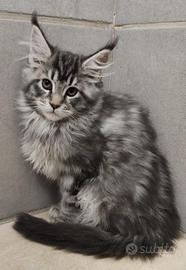 Cucciola di Maine Coon linea estera