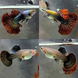 Guppy Red Dragon