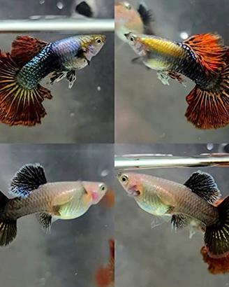 Guppy Red Dragon