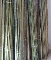 Canne Bamboo