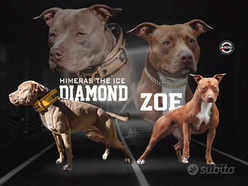 Cuccioli american Pitbull terrier ukc