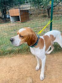 Pointer inglese per monta