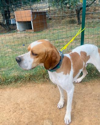 Pointer inglese per monta