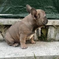 Bulldog francese