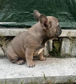 Bulldog francese
