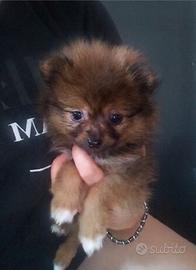 Spitz pomerania cucciolo