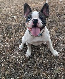 Bulldog francese