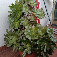 Pianta grassa con vaso ornamentale 