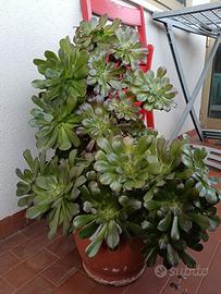 Pianta grassa con vaso ornamentale 