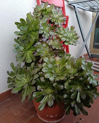 Pianta grassa con vaso ornamentale 