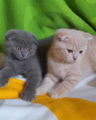 Cuccioli Scottish fold