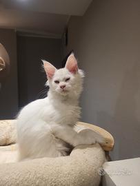 Cucciolo maine coon