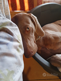 Weimaraner Bracco