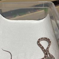 Baby Guttate ( serpenti del grano )