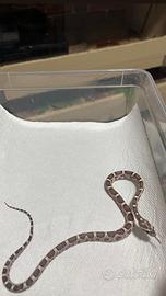 Baby Guttate ( serpenti del grano )