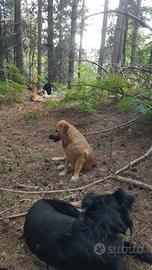 Cani meticci in adozione