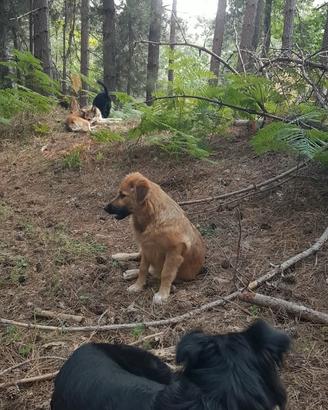 Cani meticci in adozione