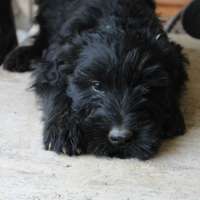 Riesenschnauzer schnauzer gigante
