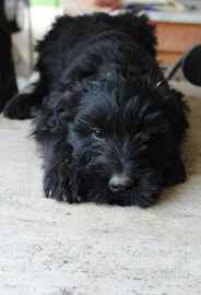 Riesenschnauzer schnauzer gigante